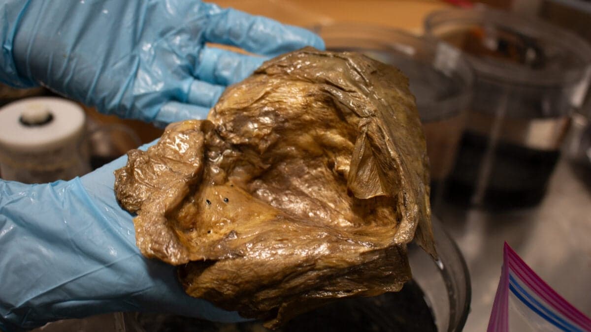 Scientists Finally Solve Mystery of ‘Golden Orb’ Found on Alaskan Seafloor - Gizmodo