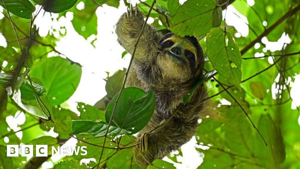 Dozens of sloths died before opening of Sloth World attraction in Florida - BBC