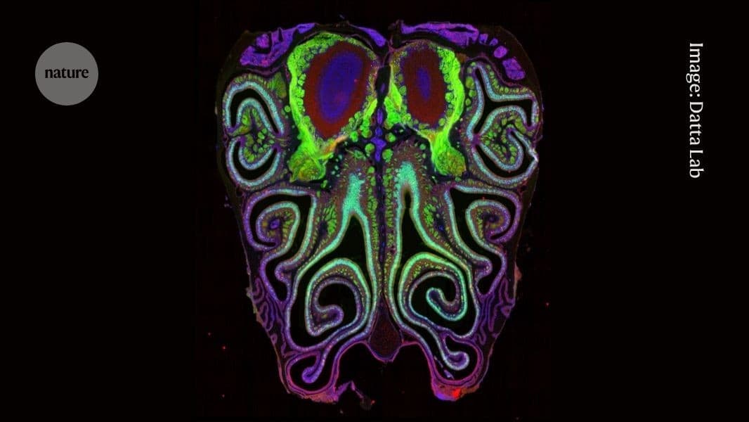 First detailed ‘smell maps’ reveal how noses track odours - Nature