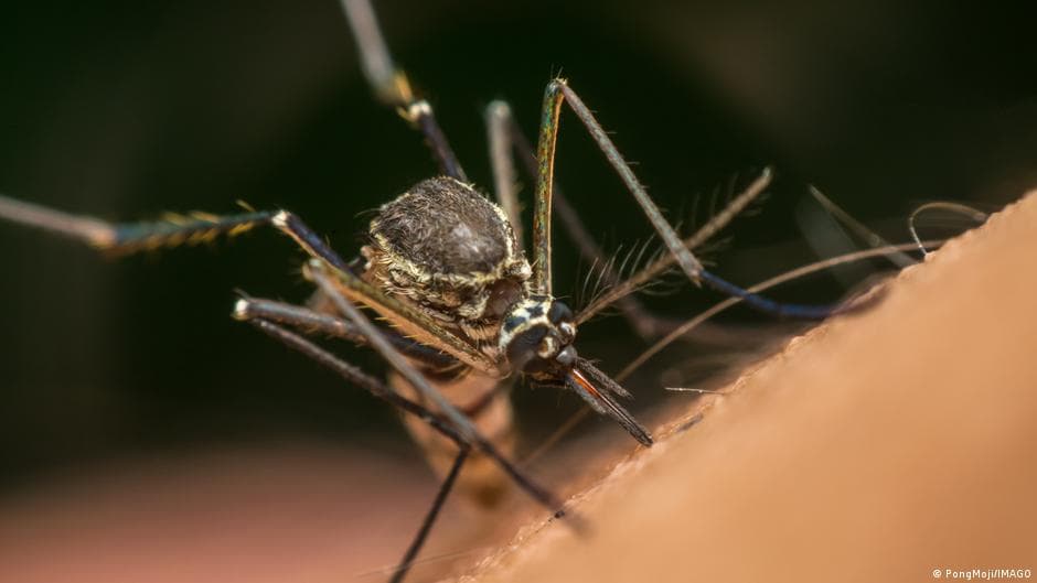Why Google wants to release millions of mosquitoes in the US - dw.com
