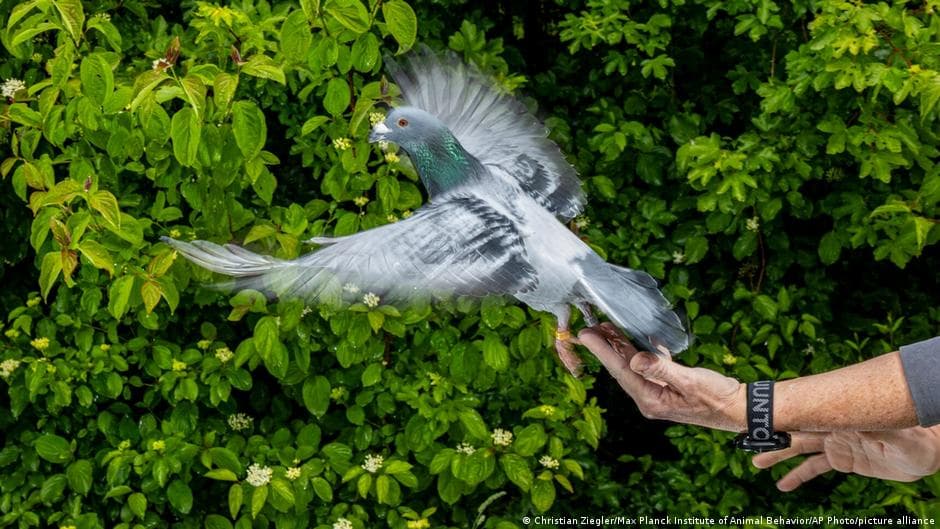 Pigeons navigate using magnetic sensors in livers — study - DW.com