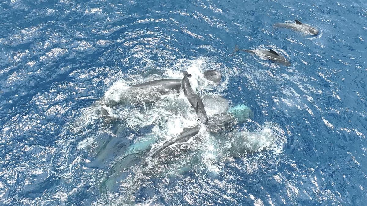 Incredible Video Shows Sperm Whales Come Together to Birth a Calf - ScienceAlert