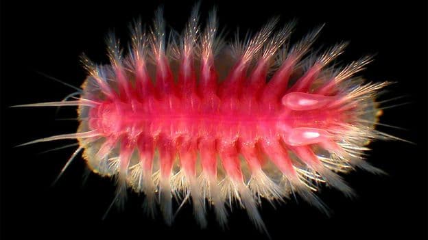 'We’re constantly surprised': The strange deep-sea creatures that eat whales - BBC