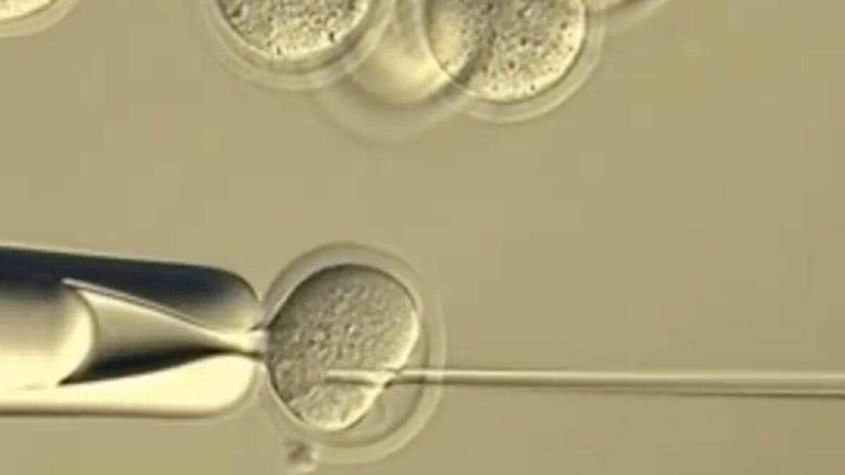Scientists Tried to Clone Clones Forever. It Didn’t End Well - Gizmodo