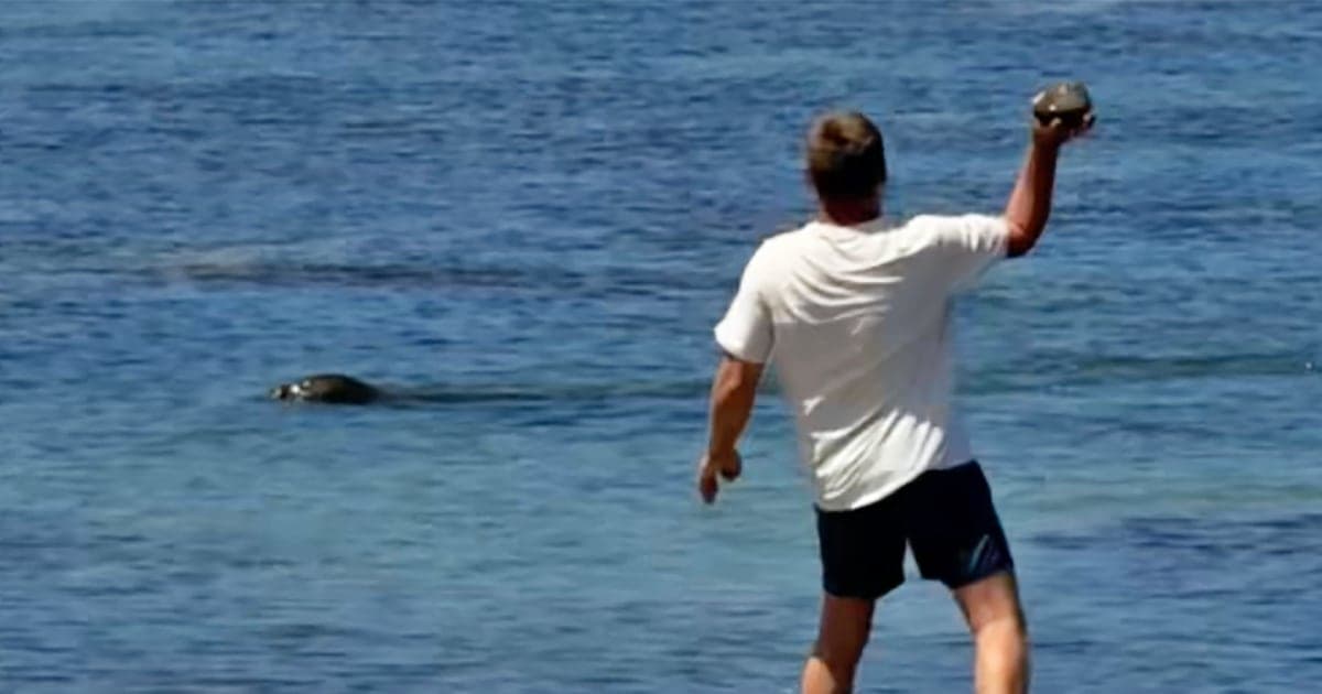 Lawyer says tourist accused of hurling rock at Hawaiian monk seal has been doxed and threatened - NBC News