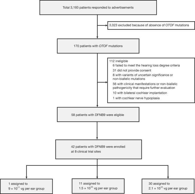 Multicentre gene therapy for OTOF -related deafness followed up to 2.5 years - Nature