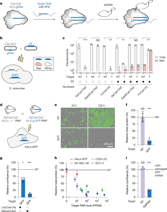 RNA-triggered cell killing with CRISPR–Cas12a2 - Nature