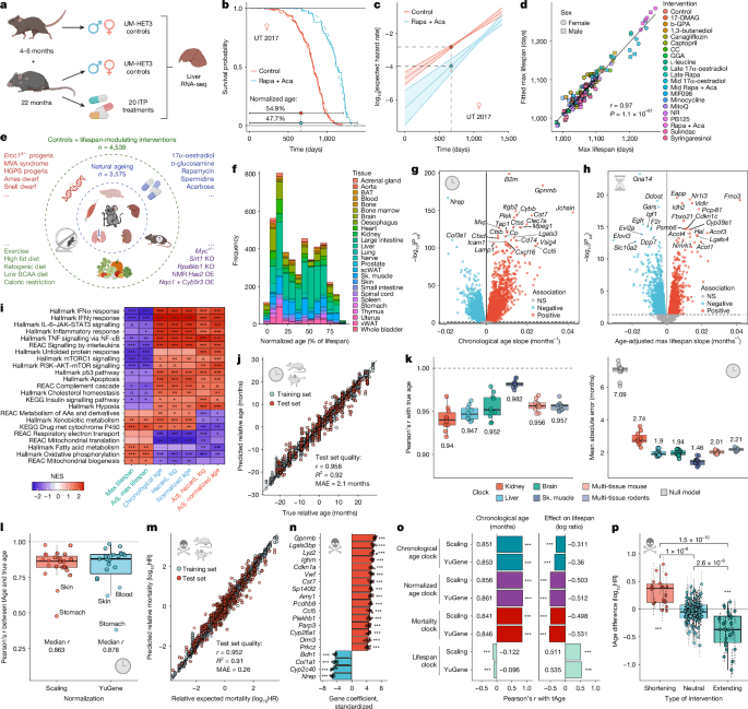 Universal transcriptomic hallmarks of mammalian ageing and mortality - Nature